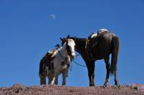 Cavalos esperam seus clientes sob a lua e um céu azul, aos pés de El Quemado, na região de Real de Catorce, pueblo mágico no norte do México